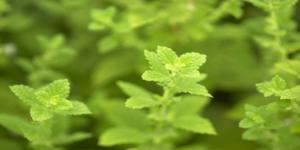 با این گیاه دارویی عملکرد مغز بهبود می‌یابد