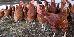 PAHO: Avian influenza A(H5N1) continues circulation in  ...