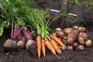 معاونت بهداشت