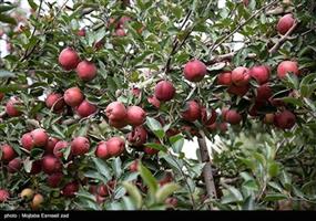 پایش سموم محصولات کشاورزی پرمصرف