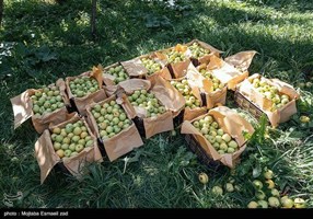 تسنیم
