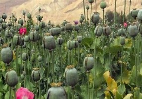 لزوم بازگشت ایران به کشت قانونی خشخاش برای تأمین مواد اولیه دارویی