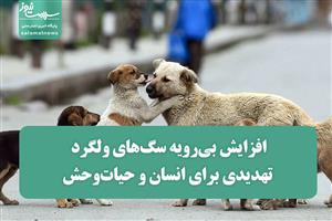 افزایش بی‌رویه سگ‌های ولگرد؛ تهدیدی برای انسان و حیات‌وحش