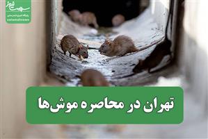 تهران در محاصره موش‌ها