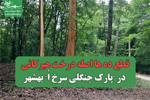 قطع ده ها اصله درخت هیرکانی در "پارک جنگلی سِرخ اُ" بهشهر