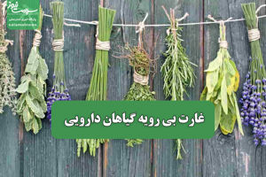 سلامت نیوز