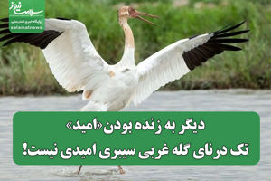 سلامت نیوز