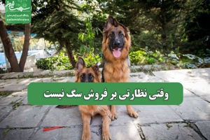 سلامت نیوز