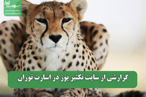 سلامت نیوز
