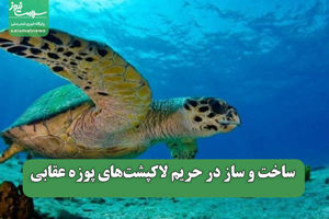 سلامت نیوز