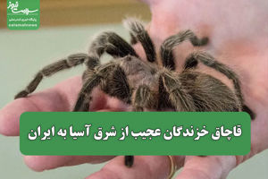 سلامت نیوز