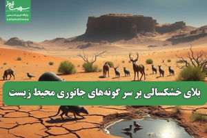 سلامت نیوز
