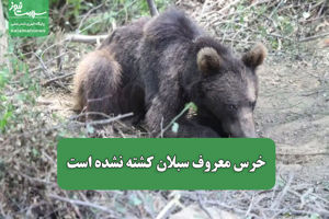 سلامت نیوز