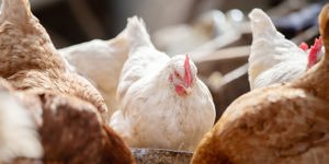Avian influenza in the Americas: animal outbreaks decli ...