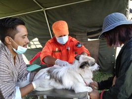 WHO validates Bhutan for eliminating dog-transmitted  ...
