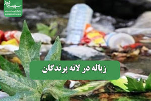 سلامت نیوز