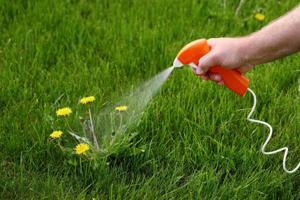 Is Glyphosate in Weed Killer Linked to Cancer?