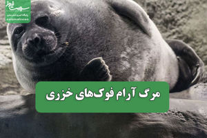 سلامت نیوز