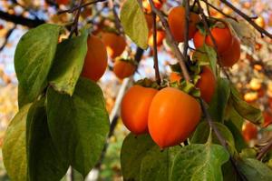 How Healthy Are Persimmons?