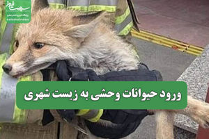 سلامت نیوز