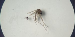 Shamonda virus: What does the first human case mean  ...